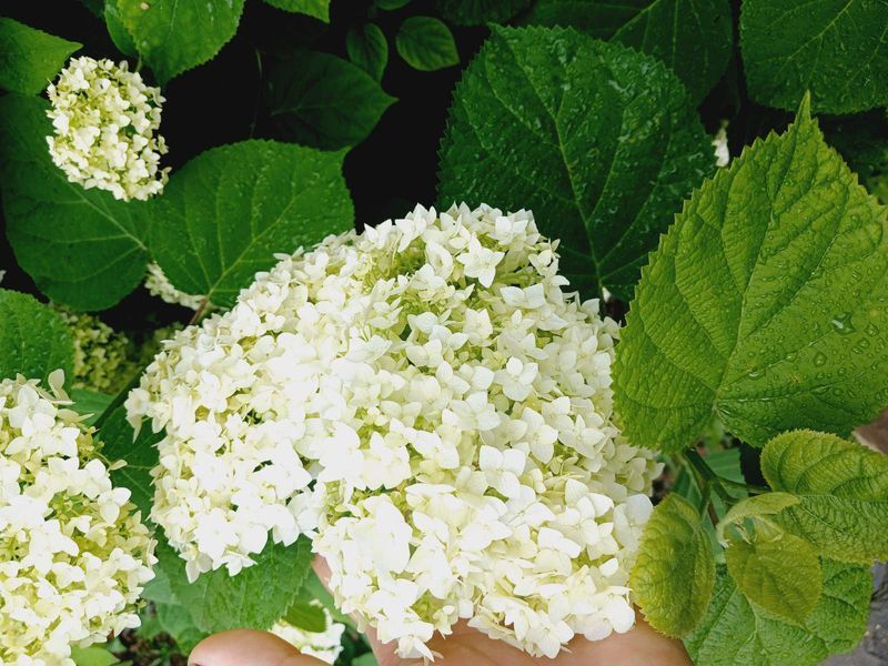 Гортензія деревоподібна Анабель. (Hydrangea arborescens Annabelle) P9 CS2780 фото