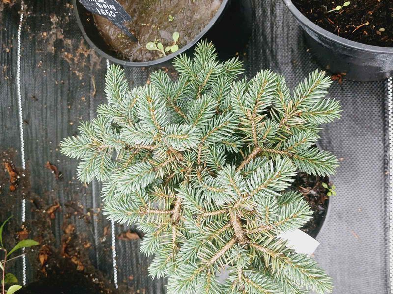 Ель колючая 'Вальдбрун'. (Picea pungens 'Waldbrunn') контейнер С2 CS2077 фото