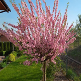 Миндаль трехлопастной Плена Шар на штамбе (Prunus triloba Plena ball on shtambe) C20