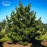 Сосна чорна / Pinus nigra С3 R6545 фото