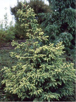 Ель черная Марианна Ауреовариегата. (Picea Mariana Aureovariegata) С20 CS2078 фото