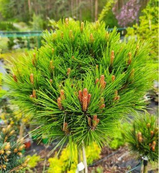 Сосна густоцветная Мейлан Компакт. (Pinus densiflora Meylan Compact) С10 ШТАМБ CS2328 фото