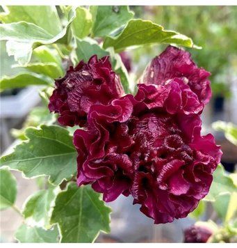 Гібіскус сирійський Пурпуреа Варієгата. (Hibiscus syriacus purpureus variegatus) Р9 CS2631 фото