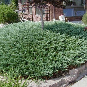 Можжевельник горизонтальный Блю Чип. (Juniperus horizontalis Blue Chip) С7,5 CS2228 фото