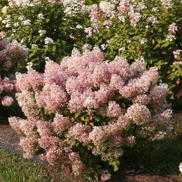 Гортензія волотиста Бобо. (Hydrangea paniculata Bobo) (НИЗЬКОРОСЛА) С2 CS2681 фото