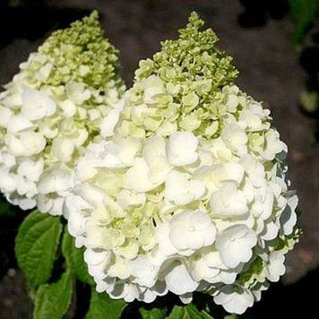 Гортензія волотиста Меджікал Маттерхорн. (Hydrangea paniculata Magical Matterhorn) С3, 3-річка CS2731 фото