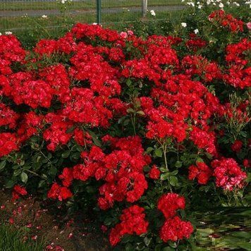 Троянда Блек Форест Роуз. (Black Forest Rose) Флорібунда CS1001 фото