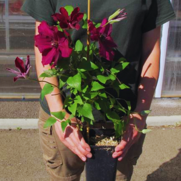 Клематис 'Ернест Маркхем'. (Clematis 'Ernest Markham') ІІІ группа
