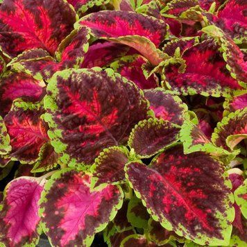 Колеус Роуз Coleus Fairway Rose Р9 20-30см 000N1011 фото