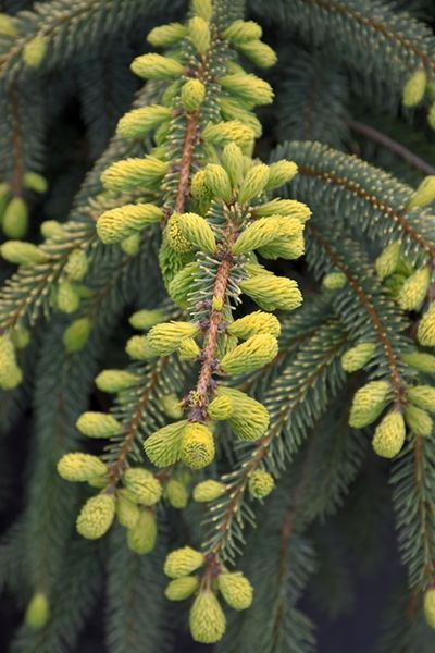 Ель черная Марианна Ауреовариегата. (Picea Mariana Aureovariegata) С20 CS2078 фото