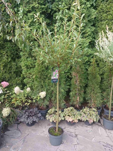 Японская розовая ива тонкоствольная &laquo;Маунт Асо&raquo; (Salix gracilistyla Mount Aso) на штамбе 80&ndash;90 см V42818 фото
