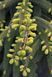 Ель черная Марианна Ауреовариегата. (Picea Mariana Aureovariegata) С20 CS2078 фото 6