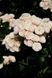 Роза Букет Парфе. (Bouquet Parfait) Мускусный гибрид CS0601 фото 6