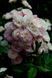 Роза Букет Парфе. (Bouquet Parfait) Мускусный гибрид CS0601 фото 5