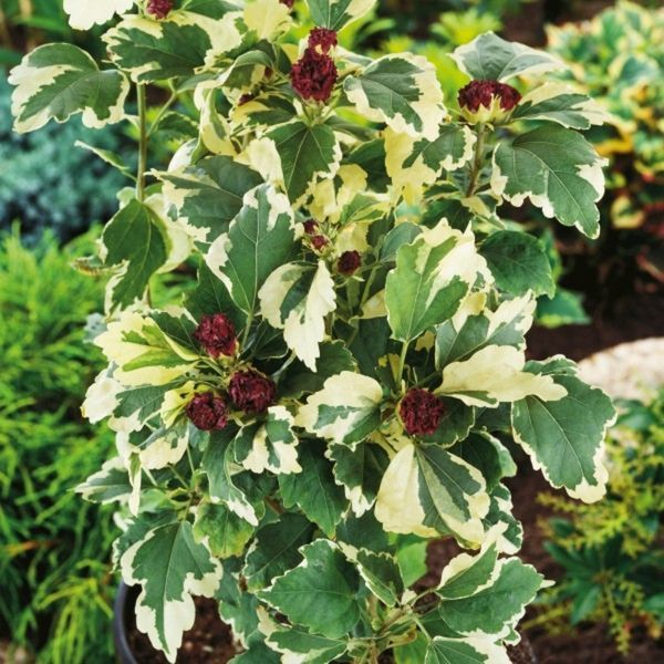 Гибискус сирийский Пурпуреа Вариегата. (Hibiscus syriacus purpureus variegatus) Р9 CS2631 фото