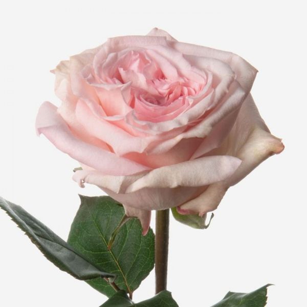 Роза &laquo;О'Хара Пинк&raquo; (Pink O'Hara) в горшке объемом 4 л