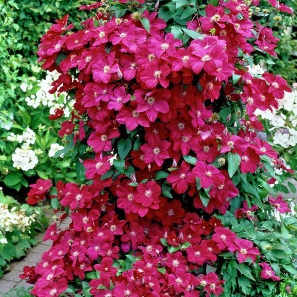Клематис 'Ернест Маркхем'. (Clematis 'Ernest Markham') ІІІ группа