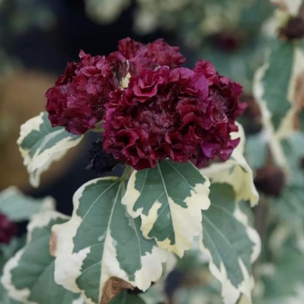 Гибискус сирийский Пурпуреа Вариегата. (Hibiscus syriacus purpureus variegatus) Р9 CS2631 фото