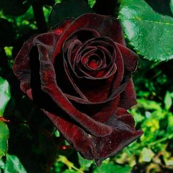 Троянда Чорна Королева (Black Queen) &mdash; плетиста в горщику 4л
