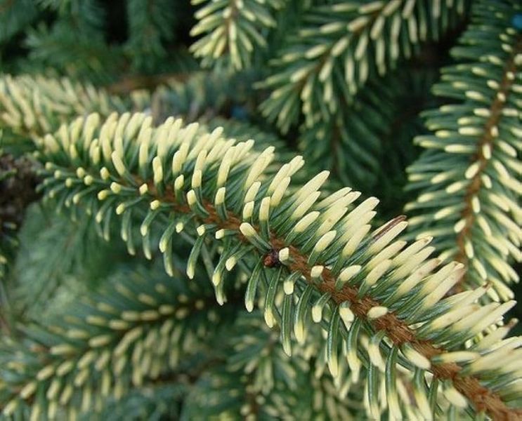 Ель черная Марианна Ауреовариегата. (Picea Mariana Aureovariegata) С20 CS2078 фото
