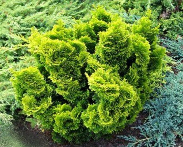 Кипарисовик тупий Аврора. (Chamaecyparis obtusa Aurora) С5 CS2178 фото