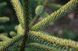 Ель черная Марианна Ауреовариегата. (Picea Mariana Aureovariegata) С20 CS2078 фото 7