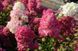 Гортензия метельчатая &laquo;Фрамбуазин Ренсам&raquo;/&laquo;Самарская Лидия&raquo;. (Hydrangea paniculata Samarskya Lydia/Framboisine Rensam) С3 V12755 фото 3