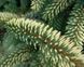 Ель черная Марианна Ауреовариегата. (Picea Mariana Aureovariegata) С20 CS2078 фото 5