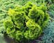 Кипарисовик тупий Аврора. (Chamaecyparis obtusa Aurora) С5 CS2178 фото 2