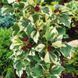 Гибискус сирийский Пурпуреа Вариегата. (Hibiscus syriacus purpureus variegatus) Р9 CS2631 фото 2