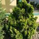 Кипарисовик тупий Аврора. (Chamaecyparis obtusa Aurora) С5 CS2178 фото 3
