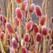 Японская розовая ива тонкоствольная &laquo;Маунт Асо&raquo; (Salix gracilistyla Mount Aso) на штамбе 80&ndash;90 см V42818 фото 1