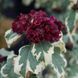 Гибискус сирийский Пурпуреа Вариегата. (Hibiscus syriacus purpureus variegatus) Р9 CS2631 фото 4