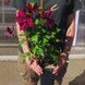 Клематис 'Ернест Маркхем'. (Clematis 'Ernest Markham') ІІІ группа CS1701 фото 1