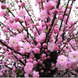 Мигдаль трилопатевий &laquo;Плена Шар на штамбі&raquo; (Prunus triloba Plena ball on shtambe) C20 V42187 фото 3
