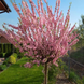 Мигдаль трилопатевий &laquo;Плена Шар на штамбі&raquo; (Prunus triloba Plena ball on shtambe) C20 V42187 фото 1