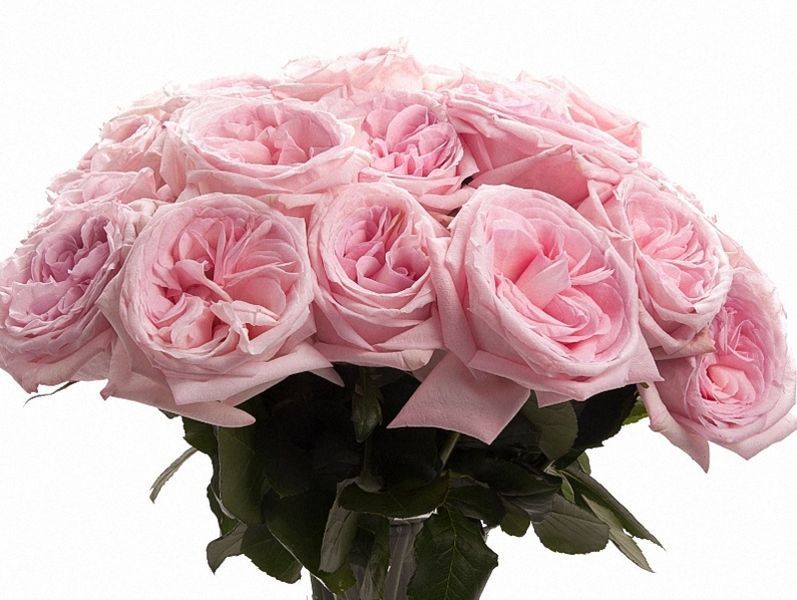Роза &laquo;О'Хара Пинк&raquo; (Pink O'Hara) в горшке объемом 4 л