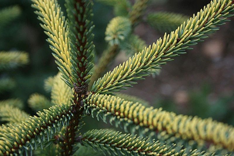 Ель черная Марианна Ауреовариегата. (Picea Mariana Aureovariegata) С20 CS2078 фото