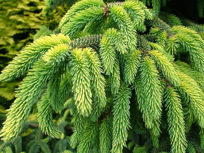Ель черная Марианна Ауреовариегата. (Picea Mariana Aureovariegata) С20 CS2078 фото
