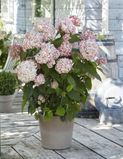 Гортензія деревоподібна Кендібелле Лоліпоп/Баблгам. (Hydrangea arborescens Candybelle/Bubblegum) Р9
