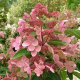 Гортензия метельчатая &laquo;Дарума&raquo; (Hydrangea paniculata &bdquo;Dharuma&ldquo;) &mdash; компактный, изящный сорт японской селекции С3