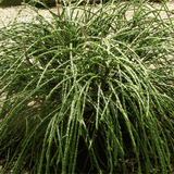 Туя складчаста Віпкорд (Thuja plicata Whipcord), контейнер C5 CS2429 фото