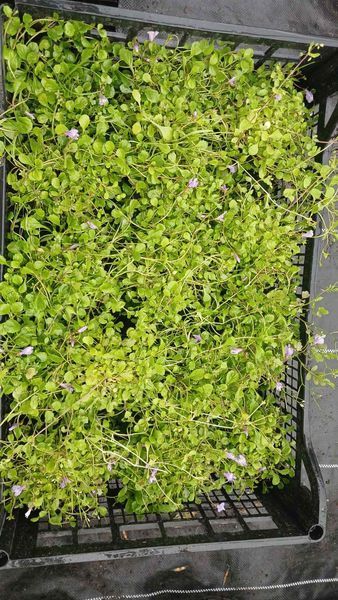 Мазус ползучий&nbsp;(Mazus reptans) горшок Р9