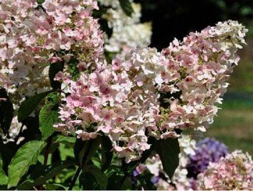 Гортензія волотиста Пі Ві. (Hydrangea paniculata Pee Wee) Р9 CS2682 фото