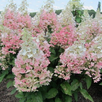 Гортензія волотиста Конфетті. (Hydrangea paniculata Confetti) ШТАМБ CS2732 фото