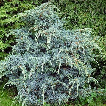 Можжевельник китайский Блю Альпс. (Juniperus chinensis Blue Alps) С3 CS2229 фото