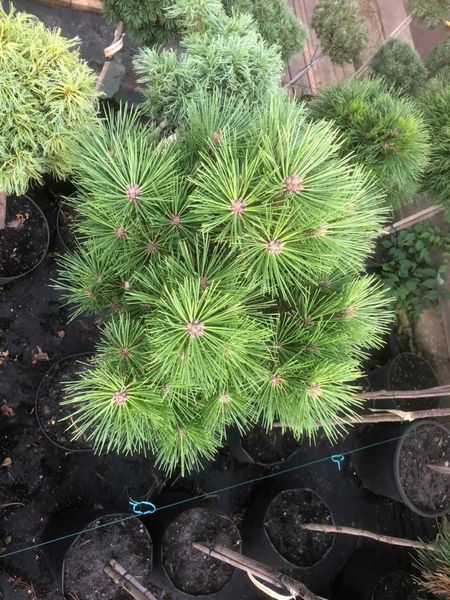 Сосна черная Глобоза. (Pinus nigra Globosa) ШТАМБ CS2379 фото