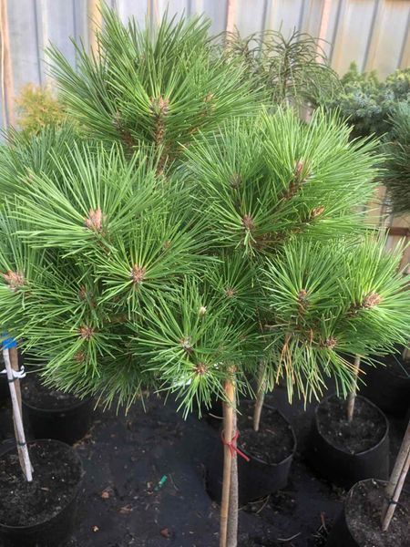 Сосна черная Глобоза. (Pinus nigra Globosa) ШТАМБ CS2379 фото