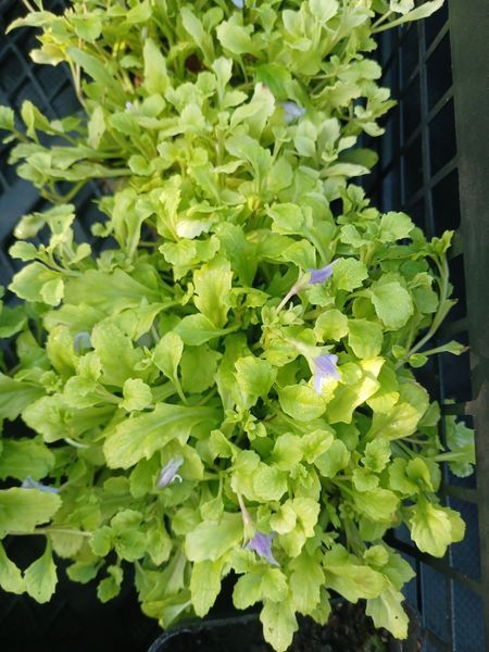 Мазус ползучий&nbsp;(Mazus reptans) горшок Р9