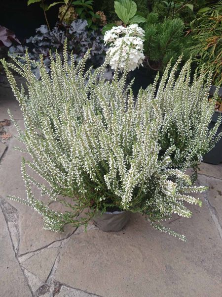 Вереск обыкновенный &laquo;Бетти&raquo;. (Calluna vulgaris Garden girls&reg; Betty) V45188 фото
